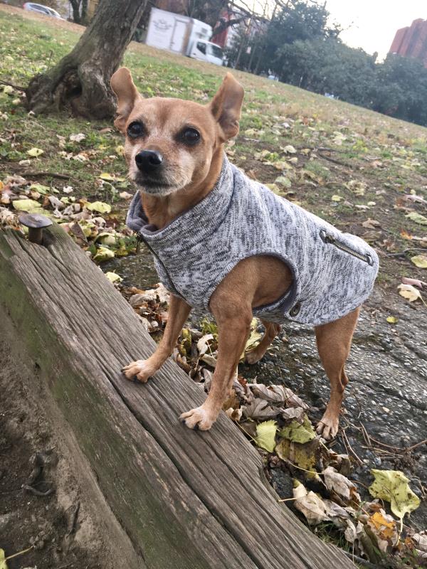/Images/uploads/Humane Rescue Alliance/HRACalendarPhotoContest/entries/8539thumb.jpg